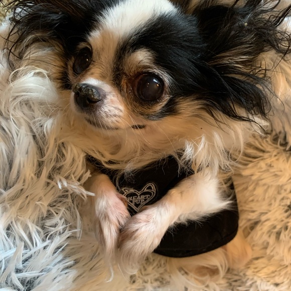 ACTOR dog shirt 🖤🐾 - Picture 3 of 9